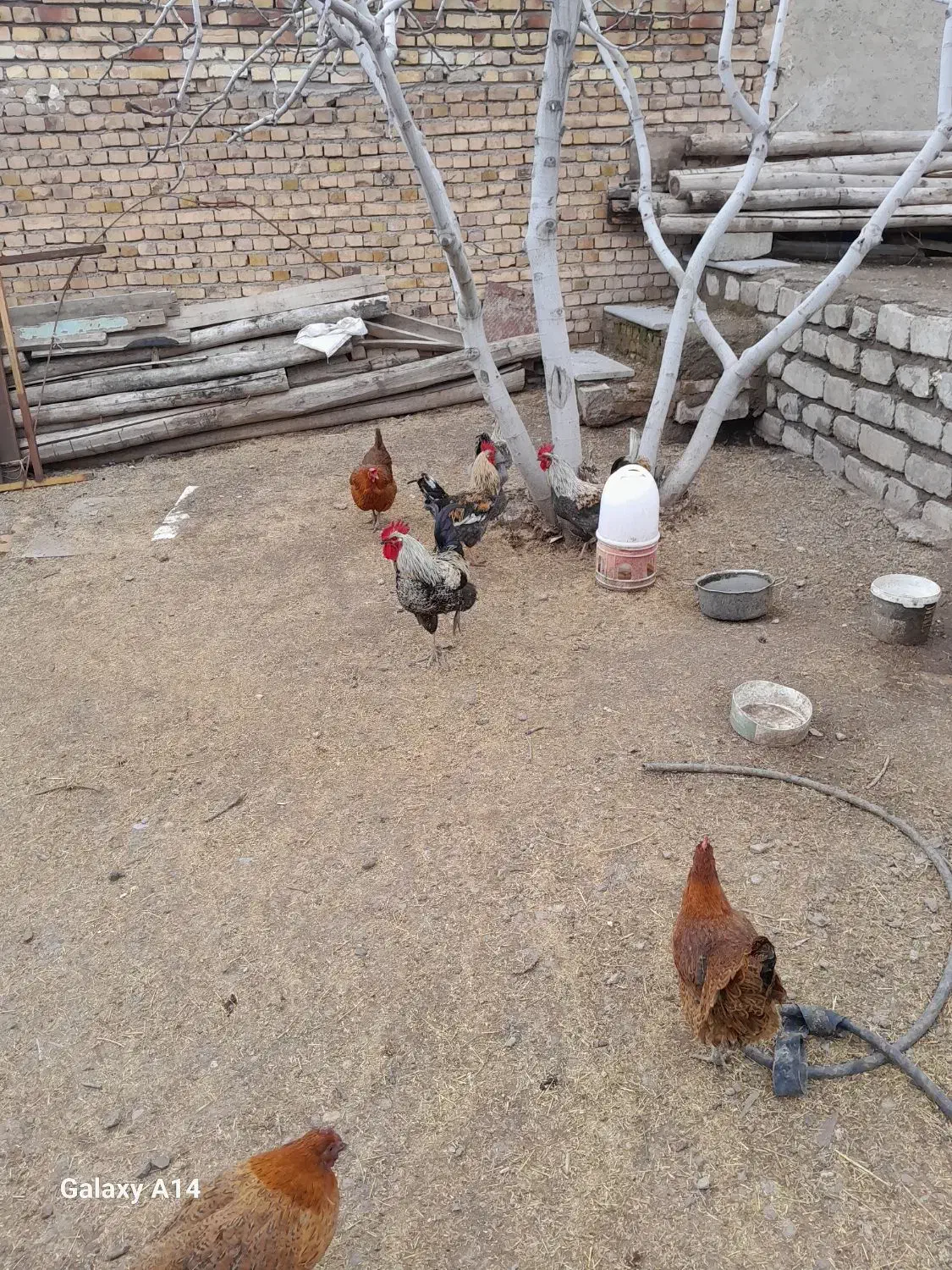 چهار عدد خروس محلی|پرنده|قزوین, |دیوار