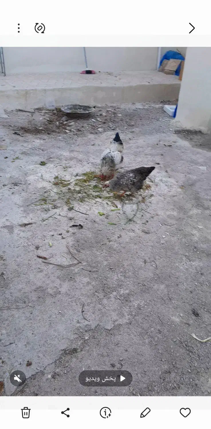 مرغ‌تخمگذار|حیوانات مزرعه|شهریار, شهرک وائین|دیوار