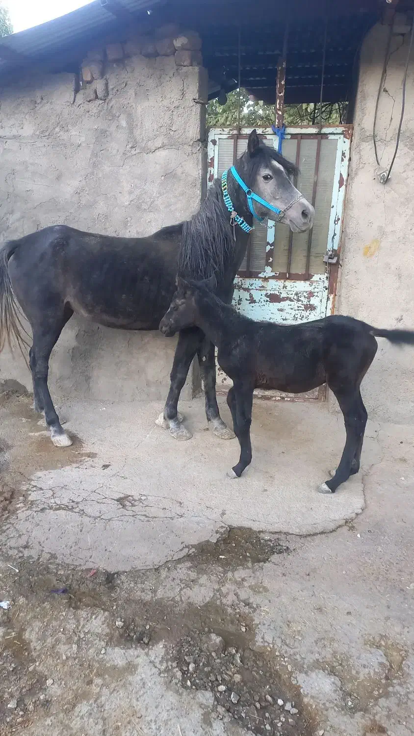 مادیون با کره بازی کن|اسب و تجهیزات اسب‌سواری|دورود, |دیوار