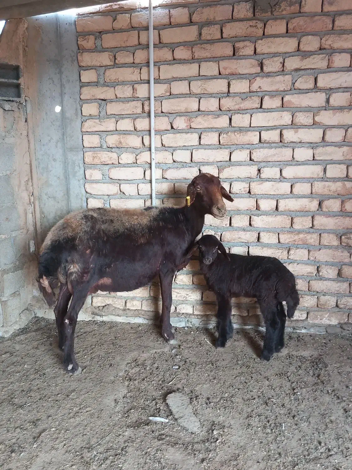 گوسفند بز بزغاله چاتمه|حیوانات مزرعه|سیمین شهر, |دیوار