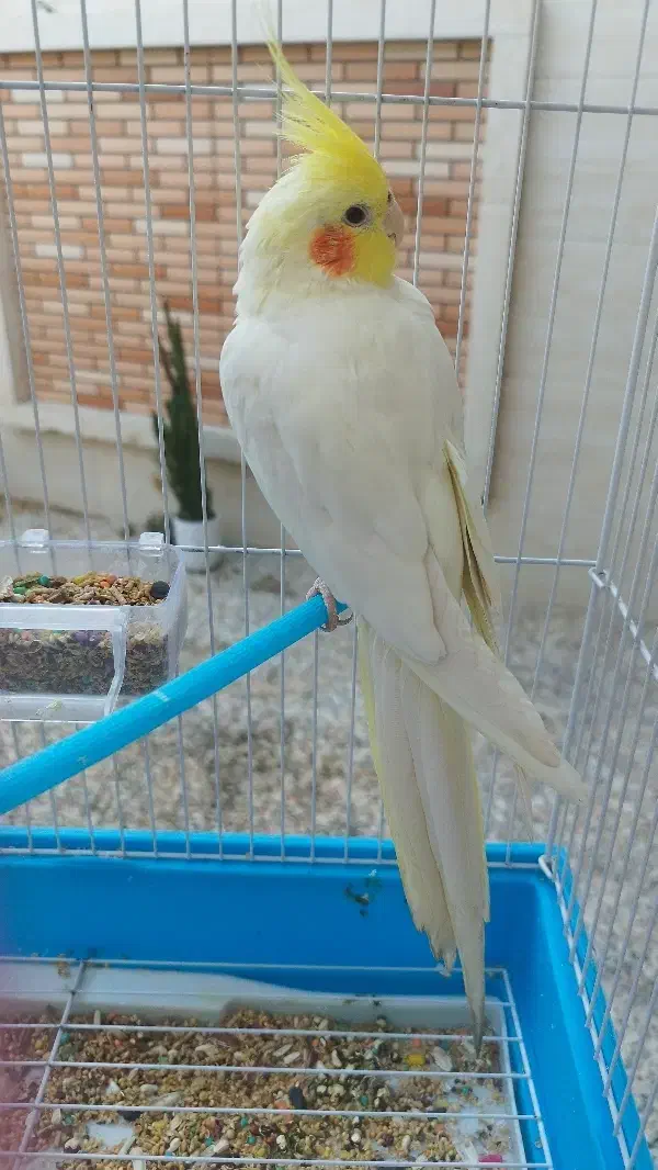 عروس هلندی گمشده|حیوانات|رامهرمز, |دیوار