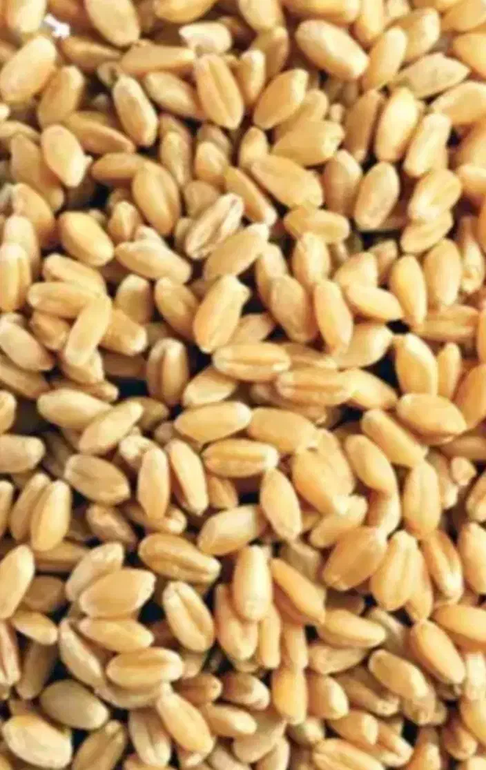 گندم مخصوص تخم|خدمات باغبانی و درختکاری|بروجرد, |دیوار