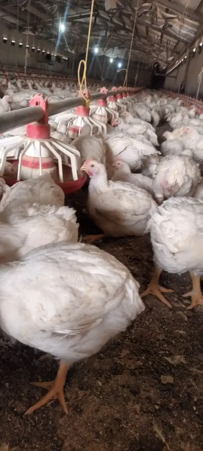 کارگر ساده مرغداری گوشتی|استخدام صنعتی، فنی، مهندسی|خرمدشت, |دیوار