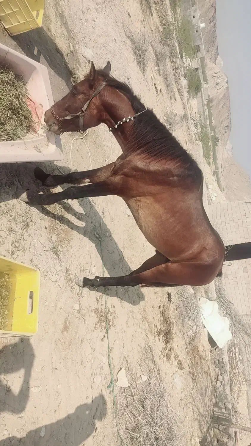 اسب|اسب و تجهیزات اسب‌سواری|قشم, |دیوار