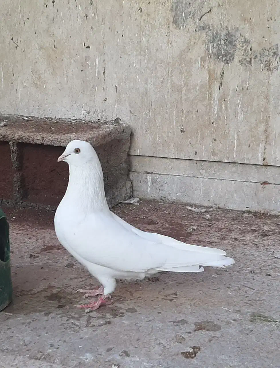 کبوتر پرشی|پرنده|اندیشه, اندیشه فاز ۵|دیوار