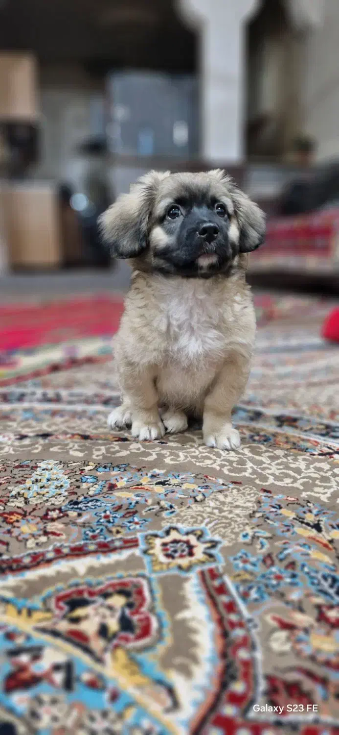 واگذاری سگ خانگی|سگ|شهرضا, |دیوار