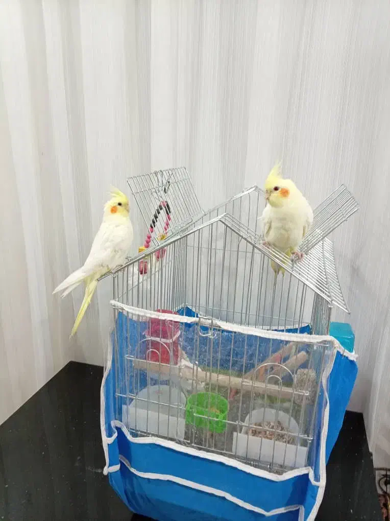 عروس هلندی|پرنده|مرودشت, ژیان|دیوار