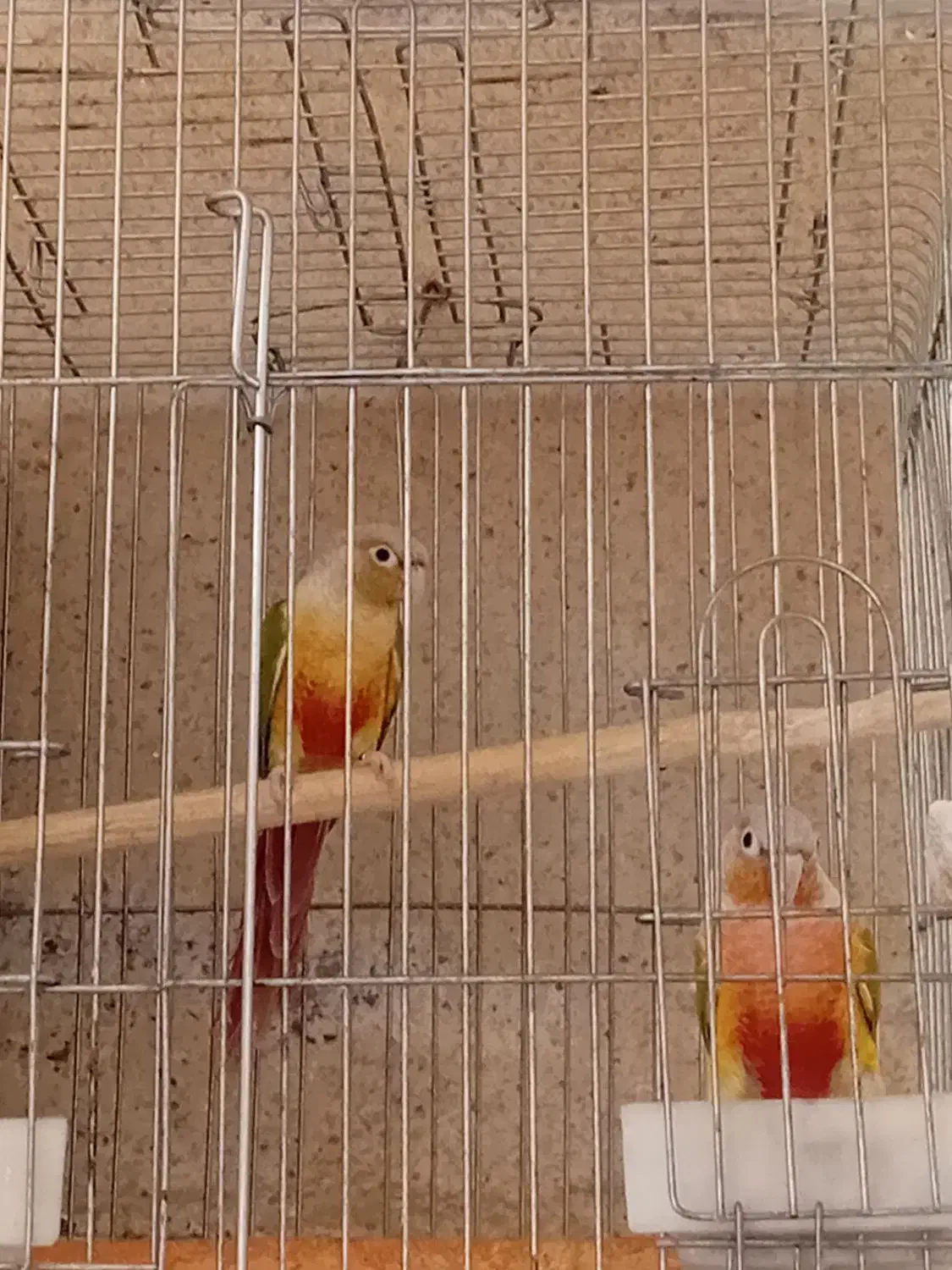 طوطی گرینچیک جفت ومولد|پرنده|هشتگرد, هشتگرد قدیم|دیوار