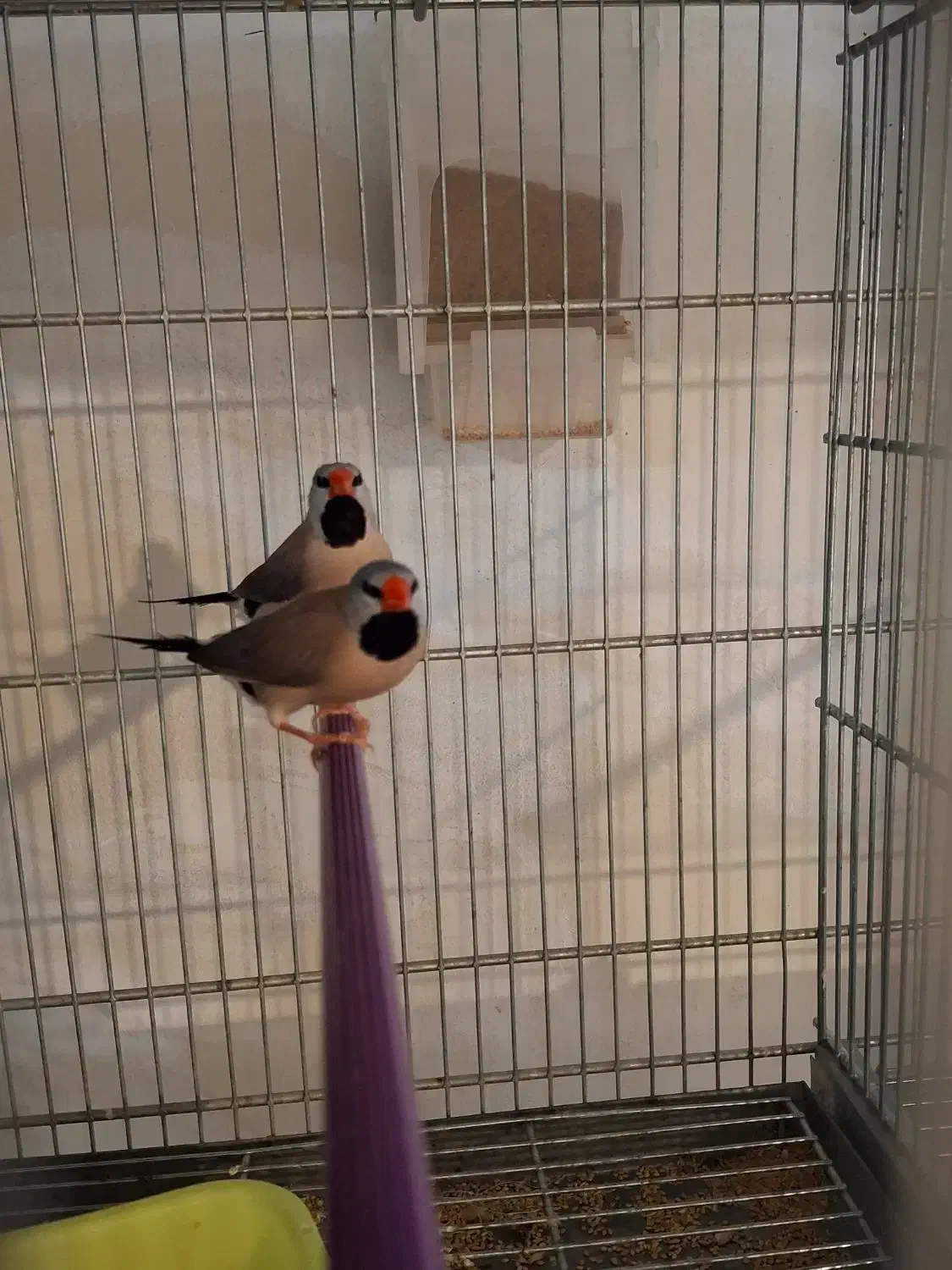 عروس هلندی/فنچ/قناری|پرنده|بهار, |دیوار