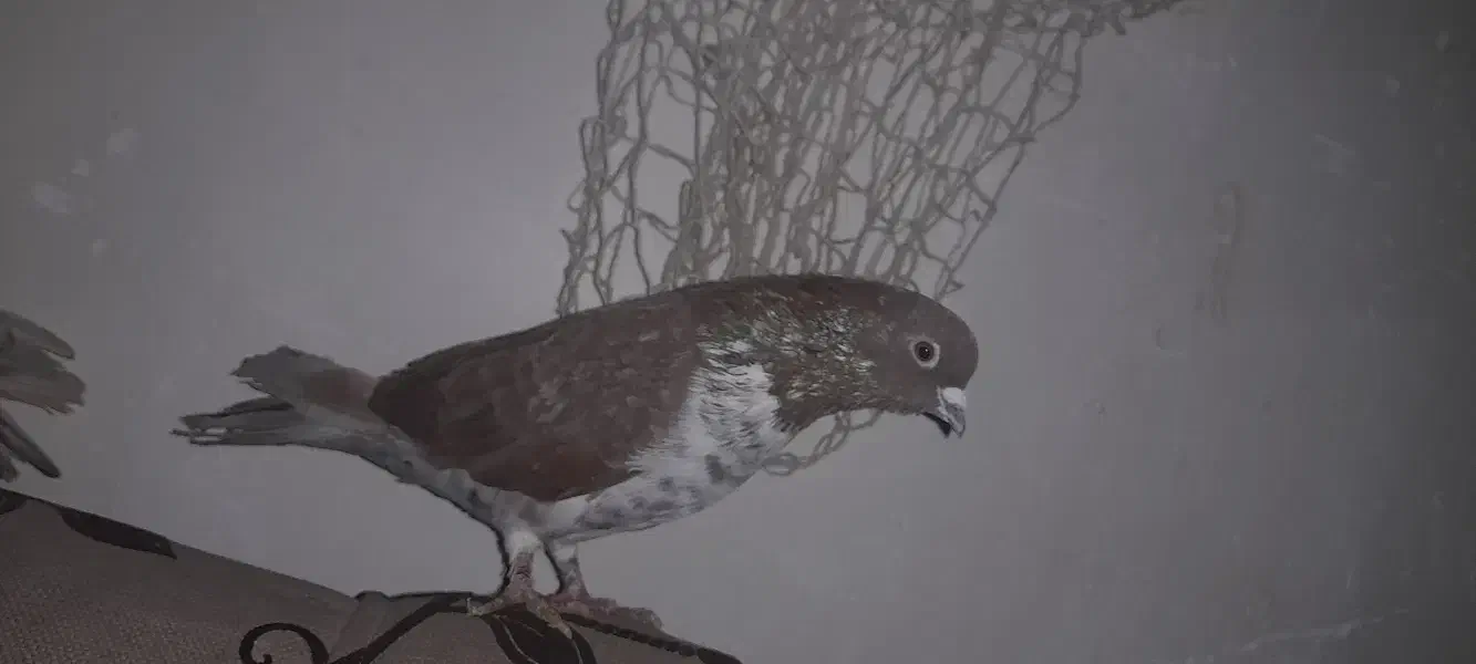 کفتر پرشی|پرنده|فردوسیه, |دیوار