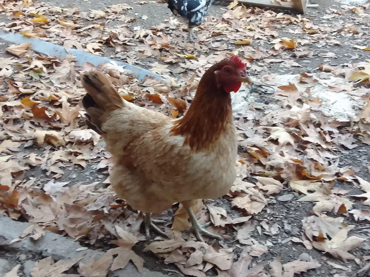 مرغ و بقلمون محلی اصل|حیوانات مزرعه|هشتگرد, کوی بهروز|دیوار