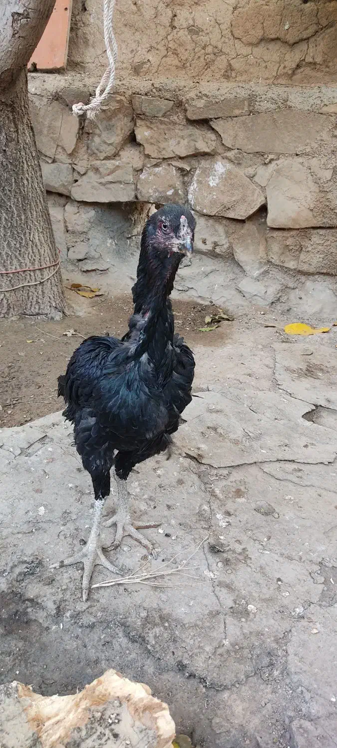 مرغ لاری جوان|حیوانات مزرعه|سنقر, |دیوار