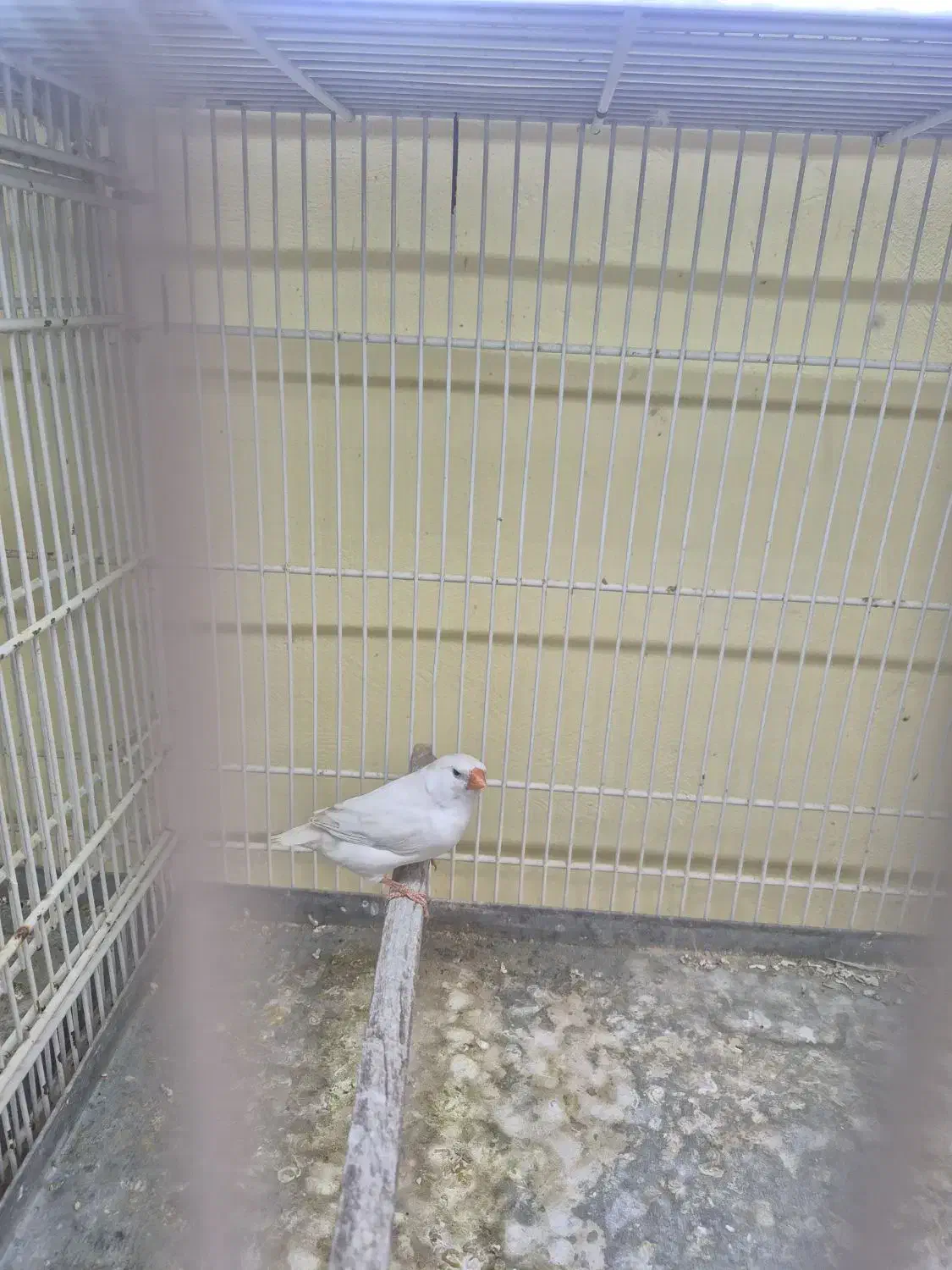 فنچ شارکول|پرنده|بندرعباس, |دیوار