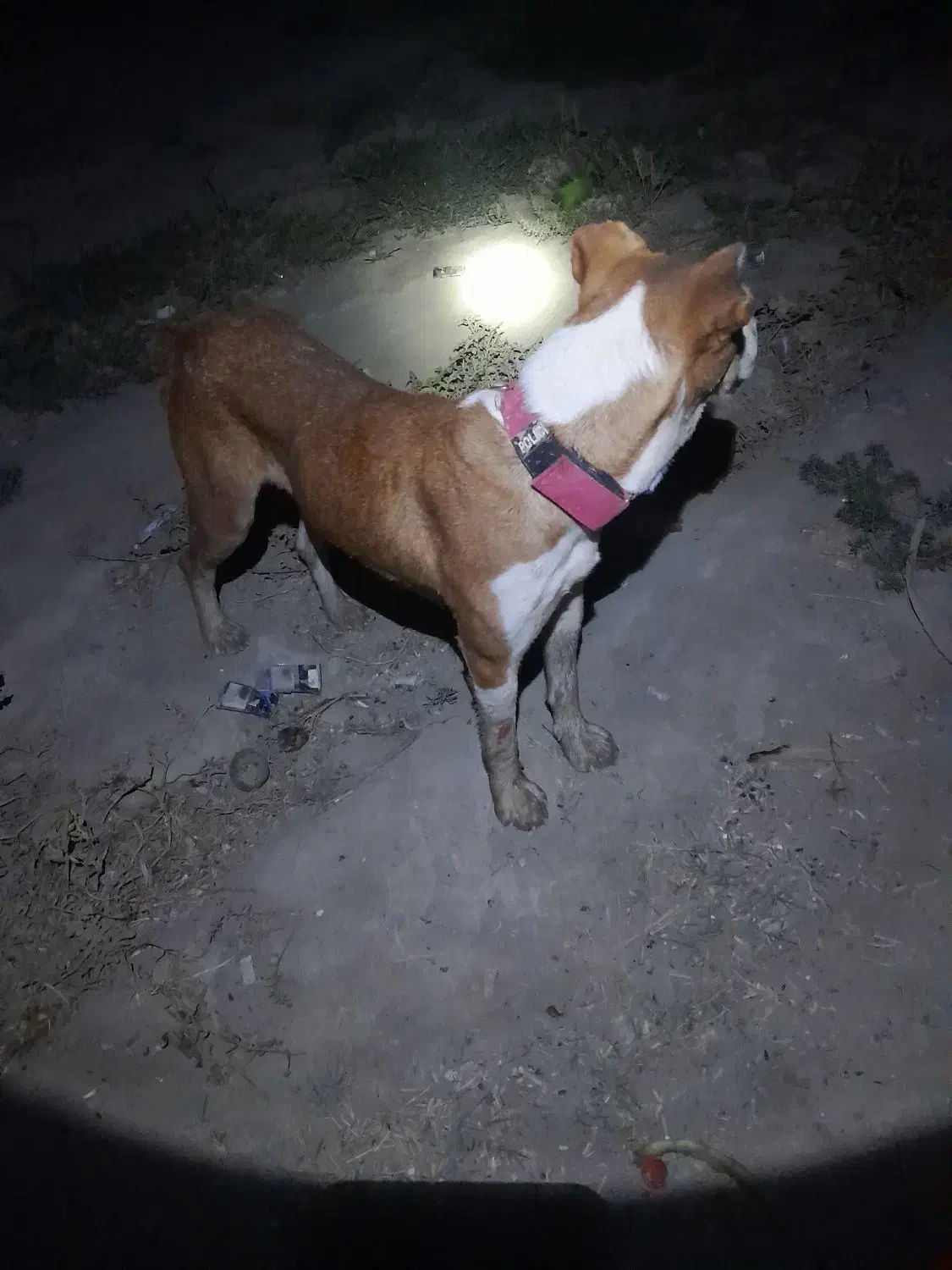 سگ ماده|سگ|مانه, |دیوار