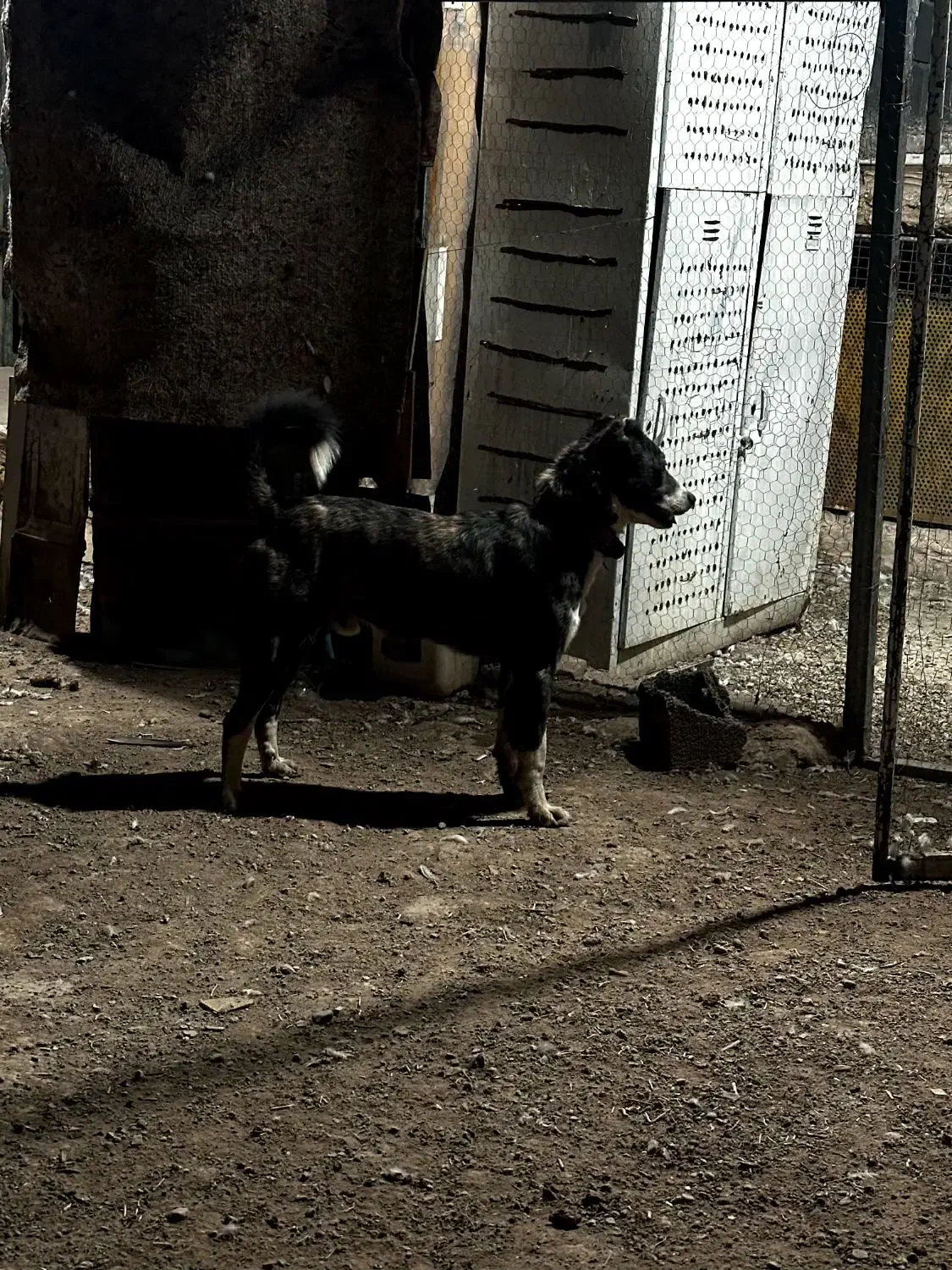 سگ نژاد دار|سگ|سمنان, |دیوار