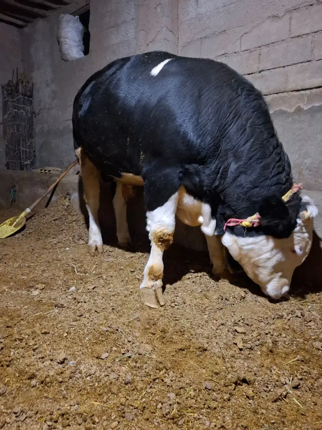 گاور نر (گوشتی)سیمیتال|حیوانات مزرعه|لیلان, |دیوار