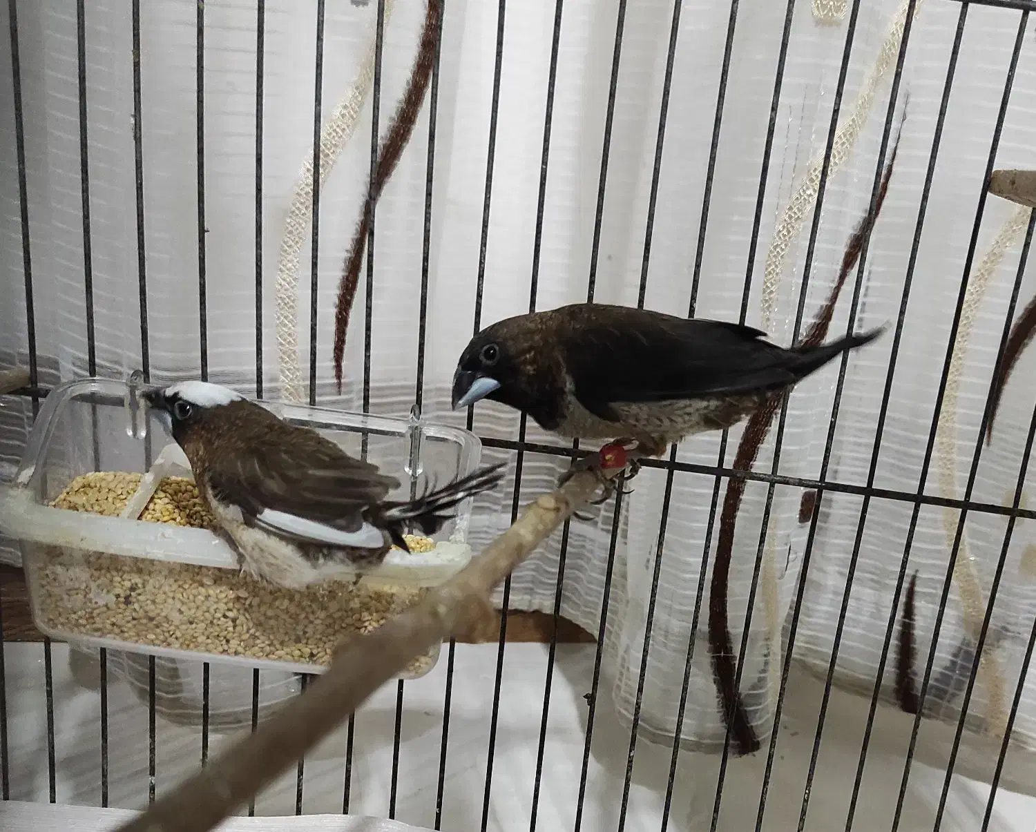 فنچ بنگالی|پرنده|پاکدشت, خاتون آباد|دیوار