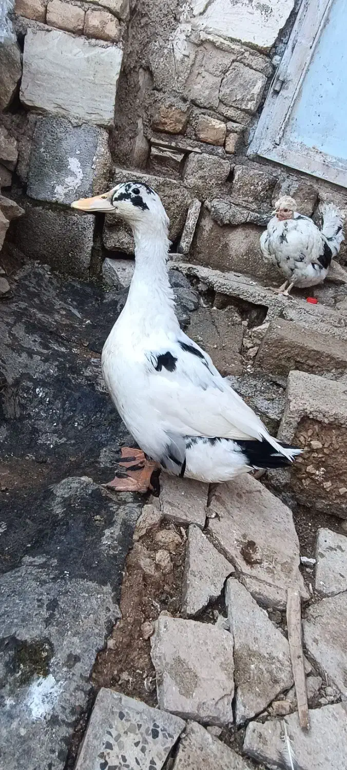 اردک|حیوانات مزرعه|چرداول, |دیوار