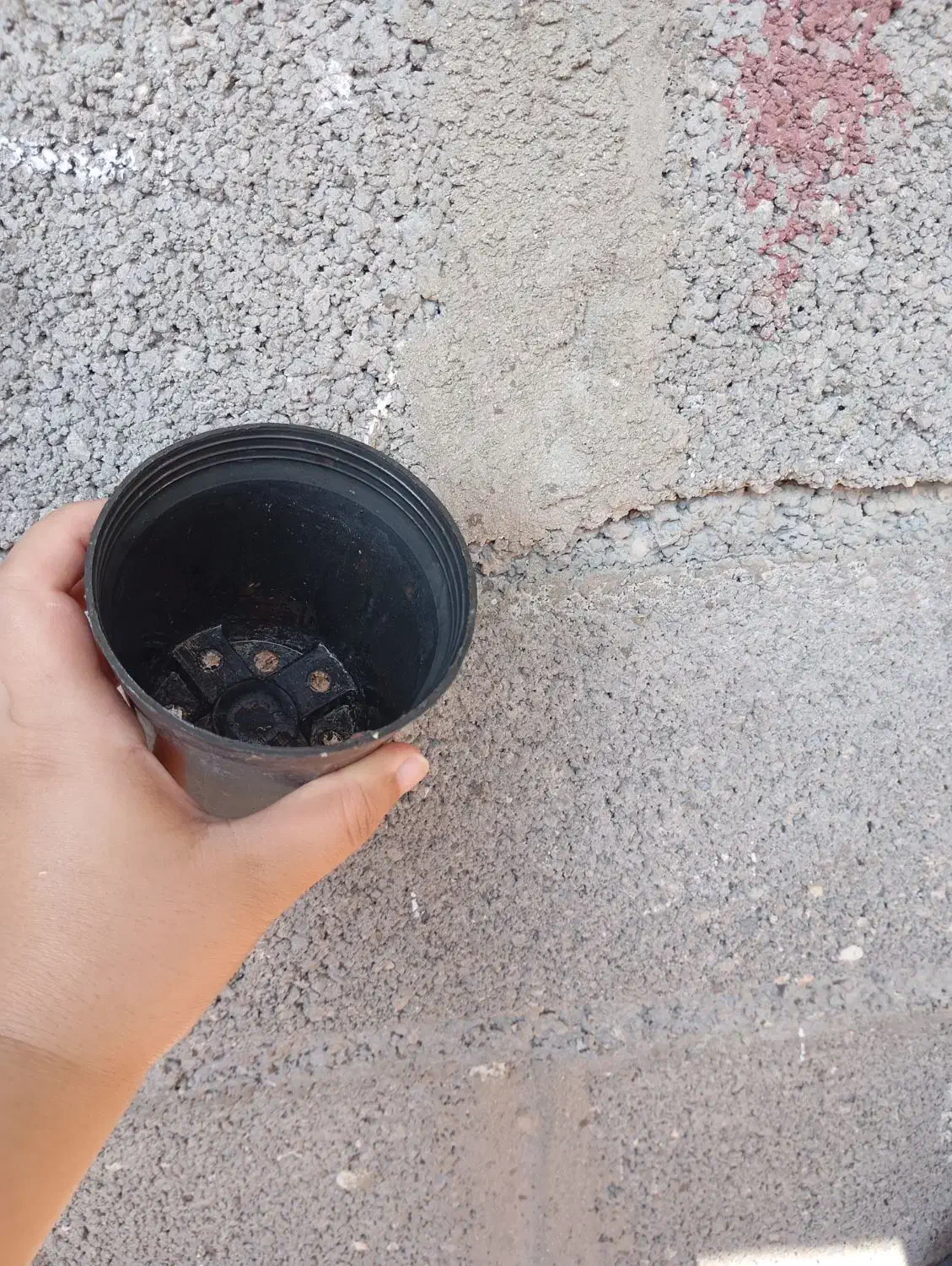 حراج گلدون|گل و گیاه طبیعی|بندر دیر, |دیوار