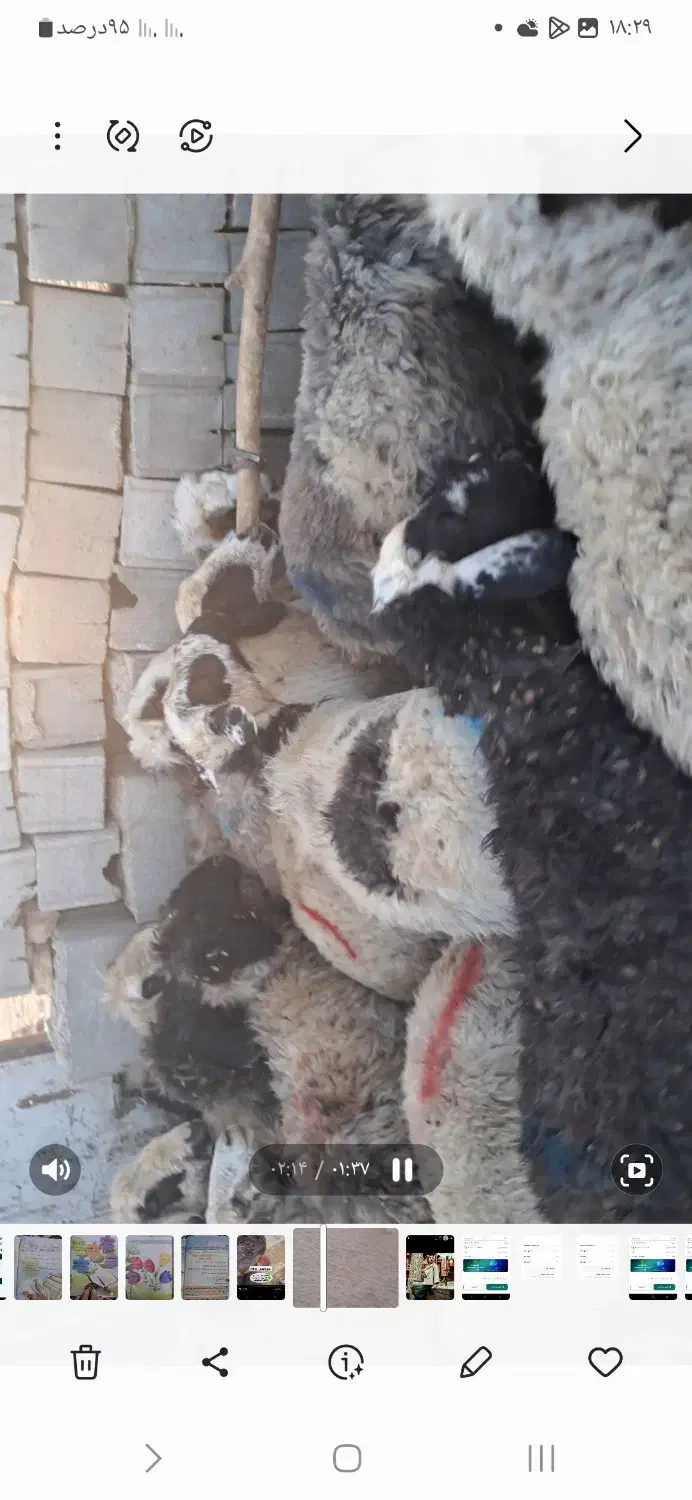 ۱۴۰ راس گوسفند|حیوانات مزرعه|آباده, |دیوار