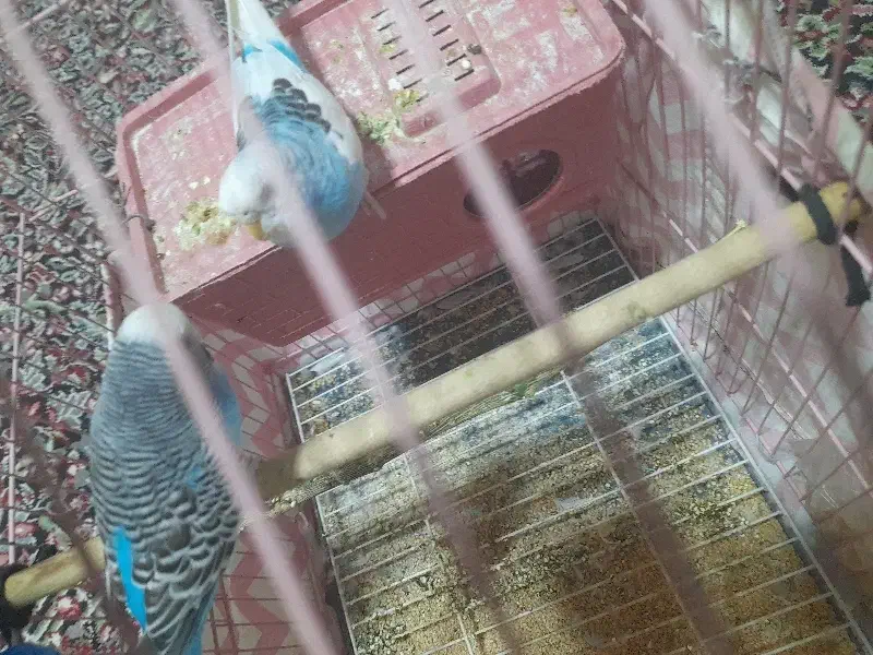 جفت مرغ عشق|پرنده|چترود, |دیوار