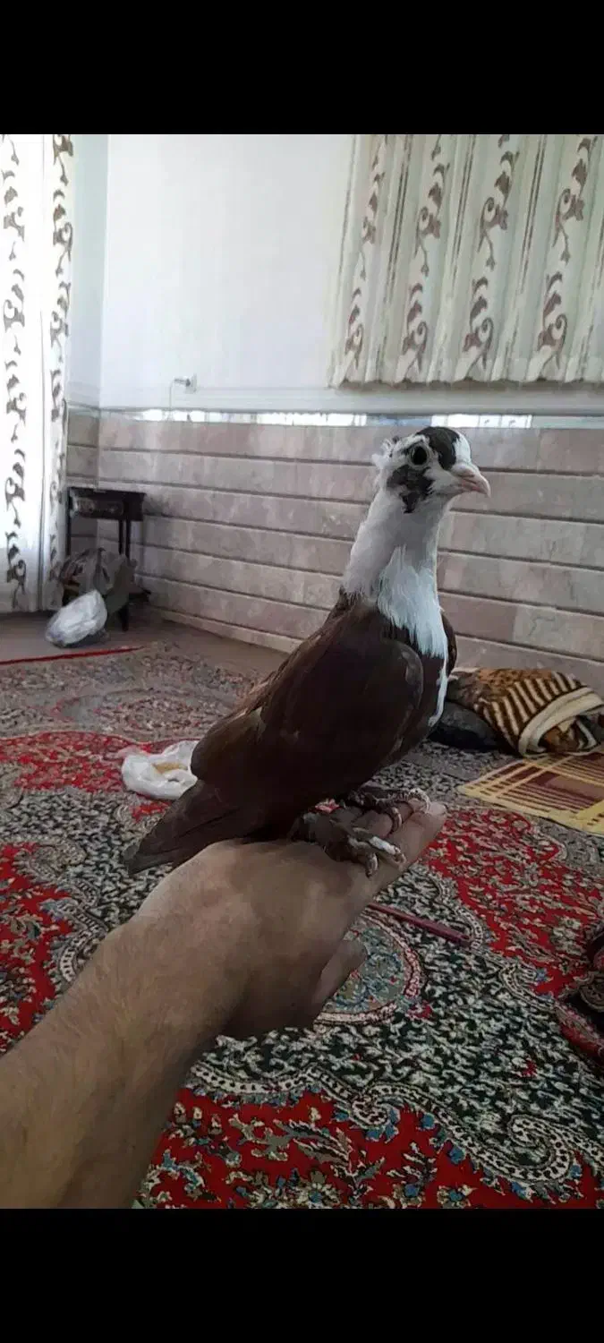 گلی سرسفیدکلایی دستی رام(کفتر|پرنده|رفسنجان, |دیوار