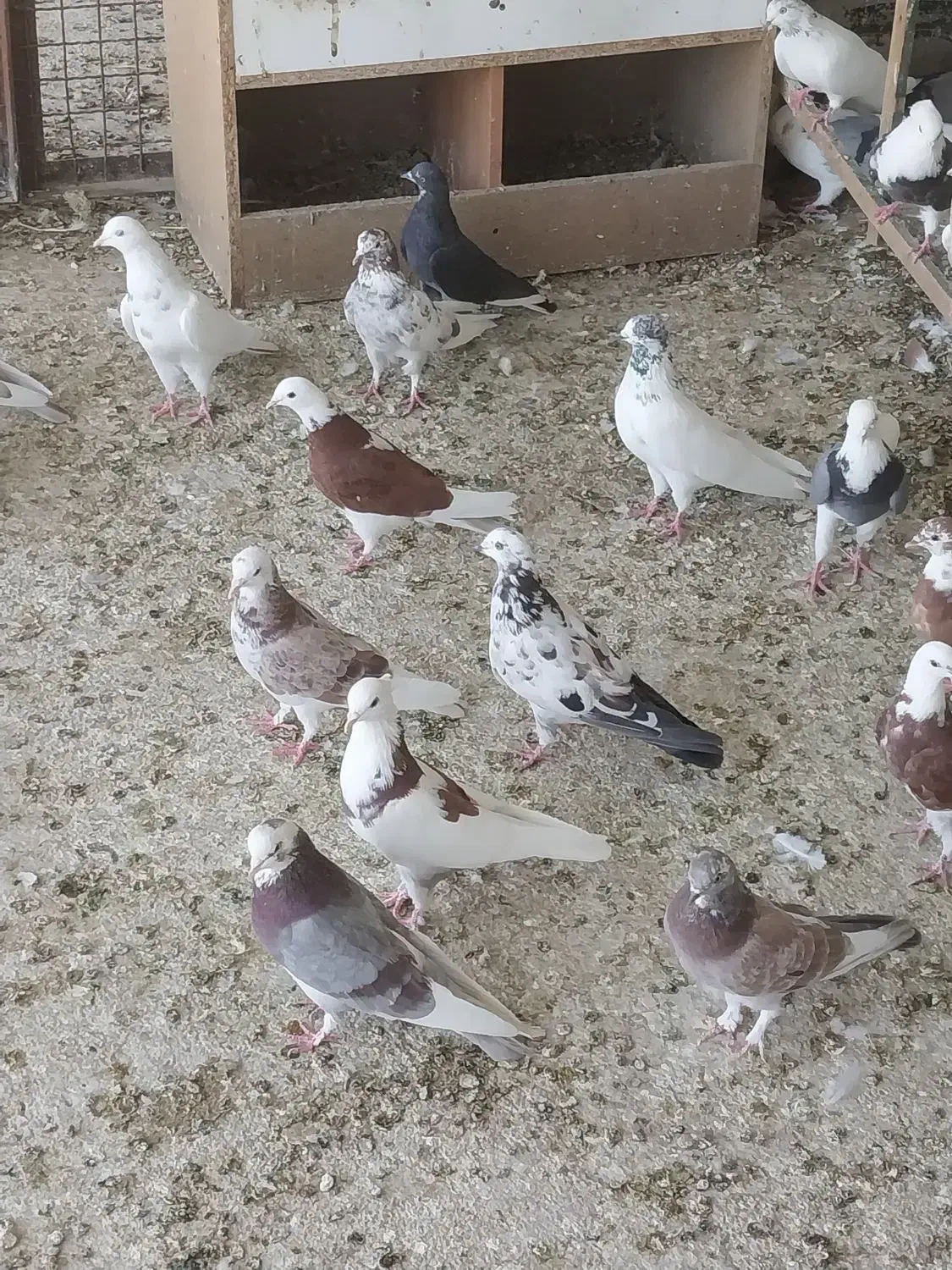 فروشی|پرنده|دامغان, |دیوار