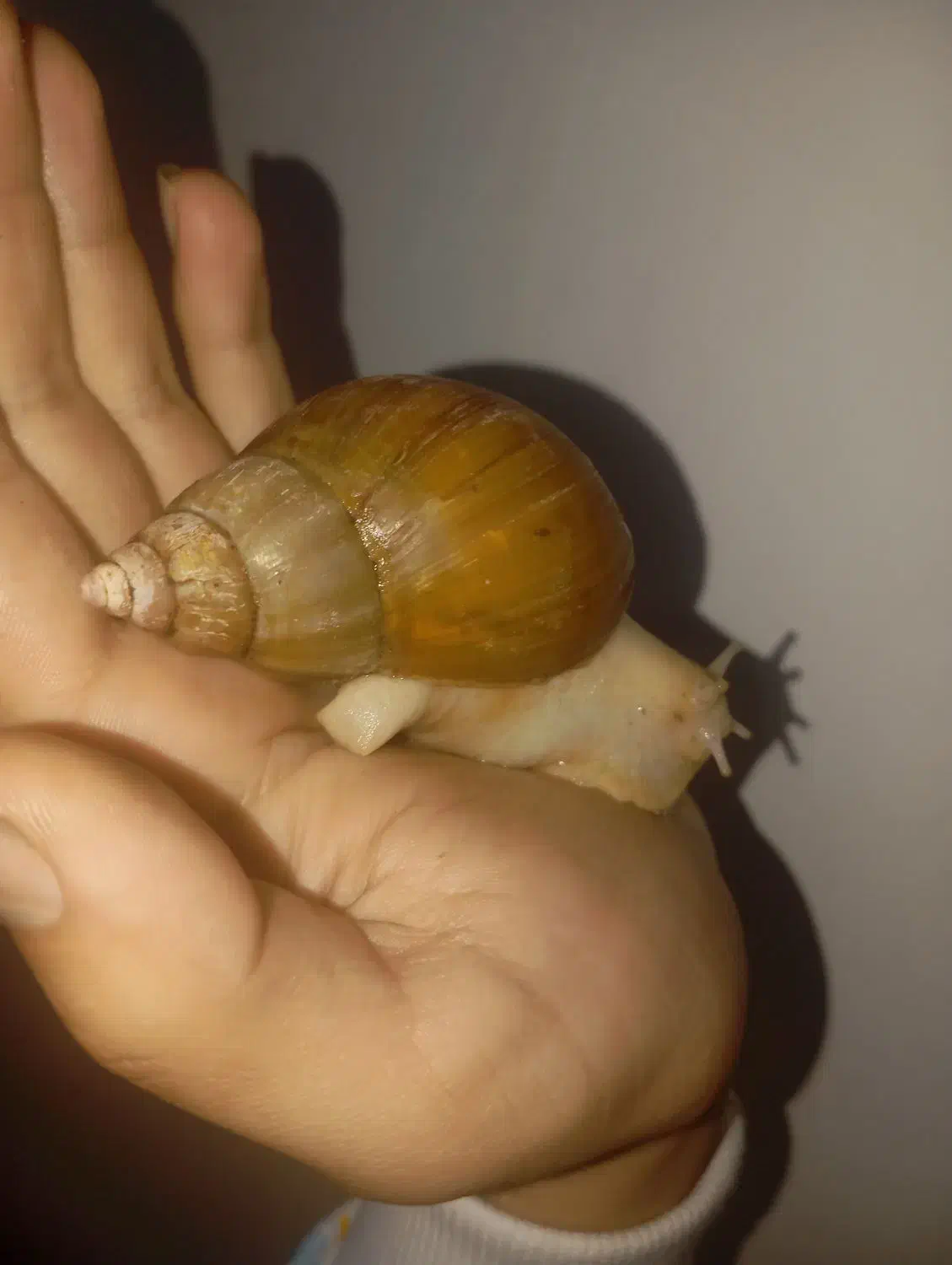 حلزون(اجتینا)|خزنده|ارومیه, |دیوار