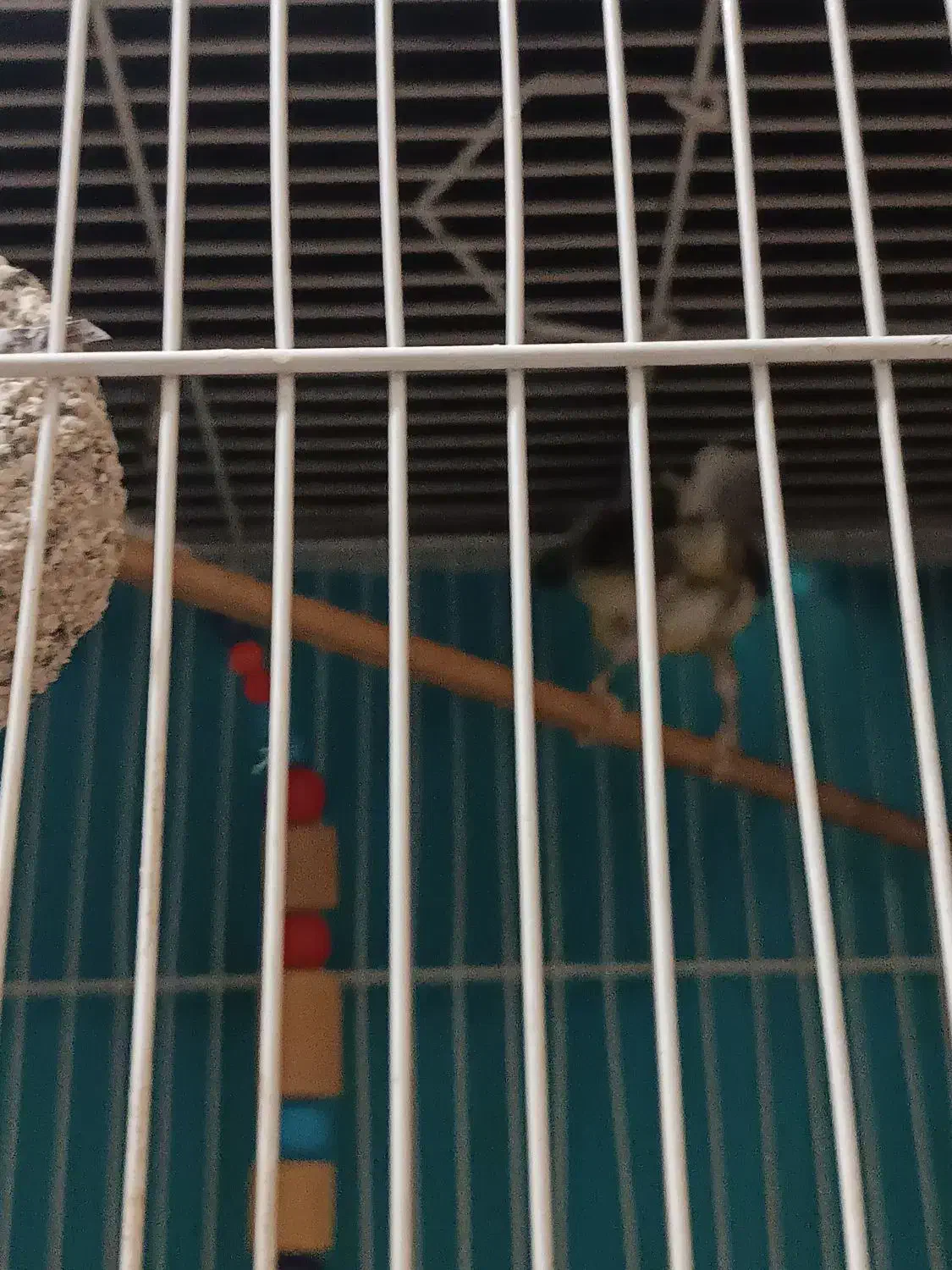 یک عدد عروس هلندی.یک عددمرغ عشق|پرنده|مشهد, خواجه ربیع|دیوار