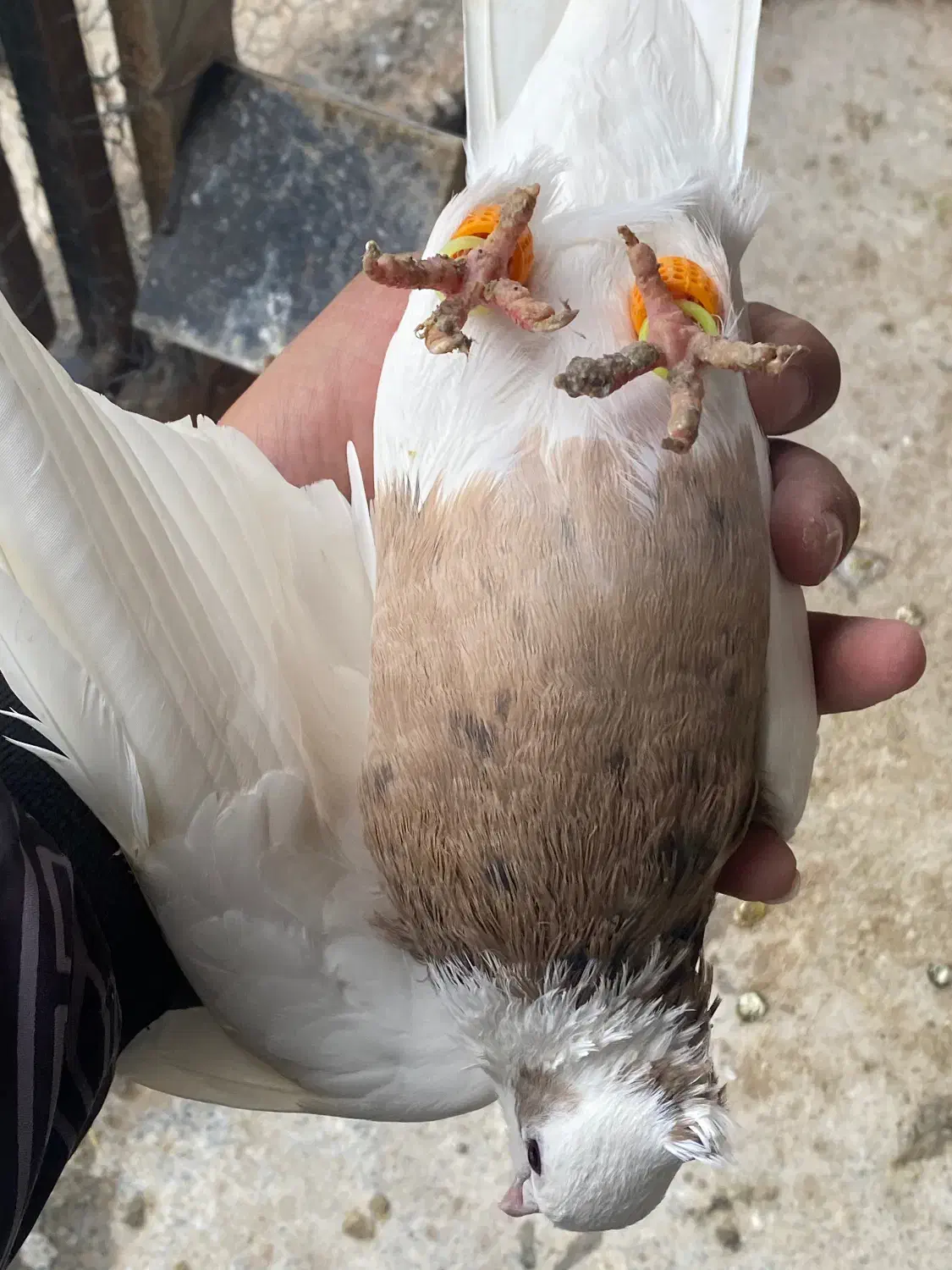 کفتر طوقی|حیوانات|سبزوار, امام خمینی (ناوی)|دیوار