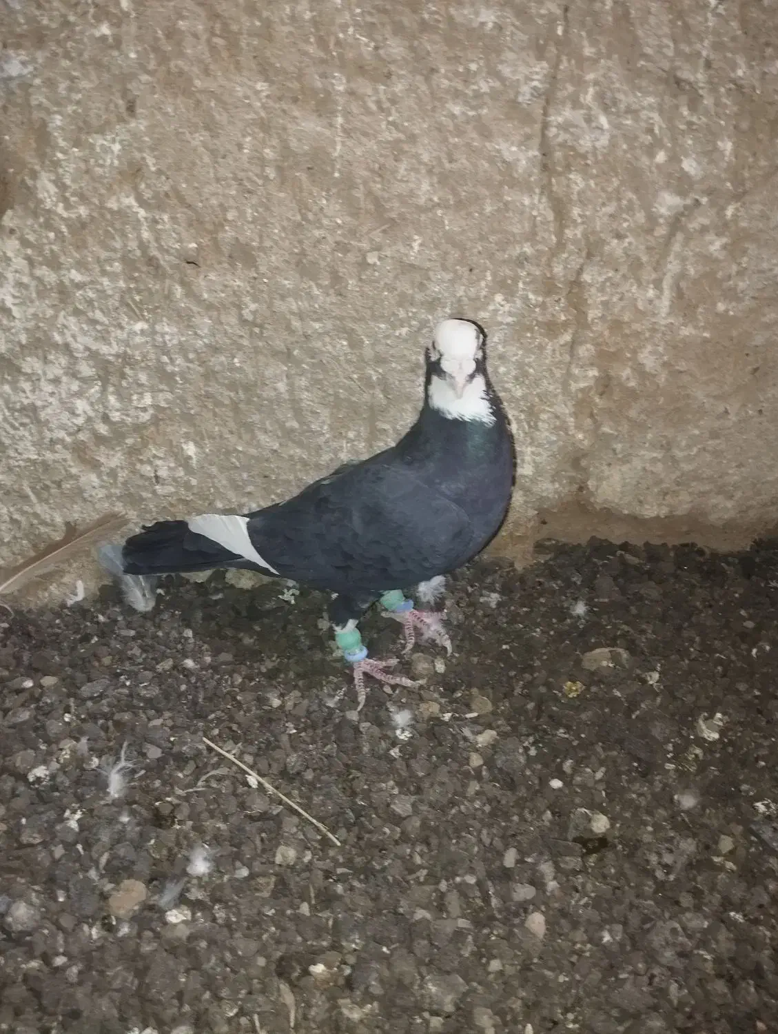 کبوتر|پرنده|یزد, |دیوار