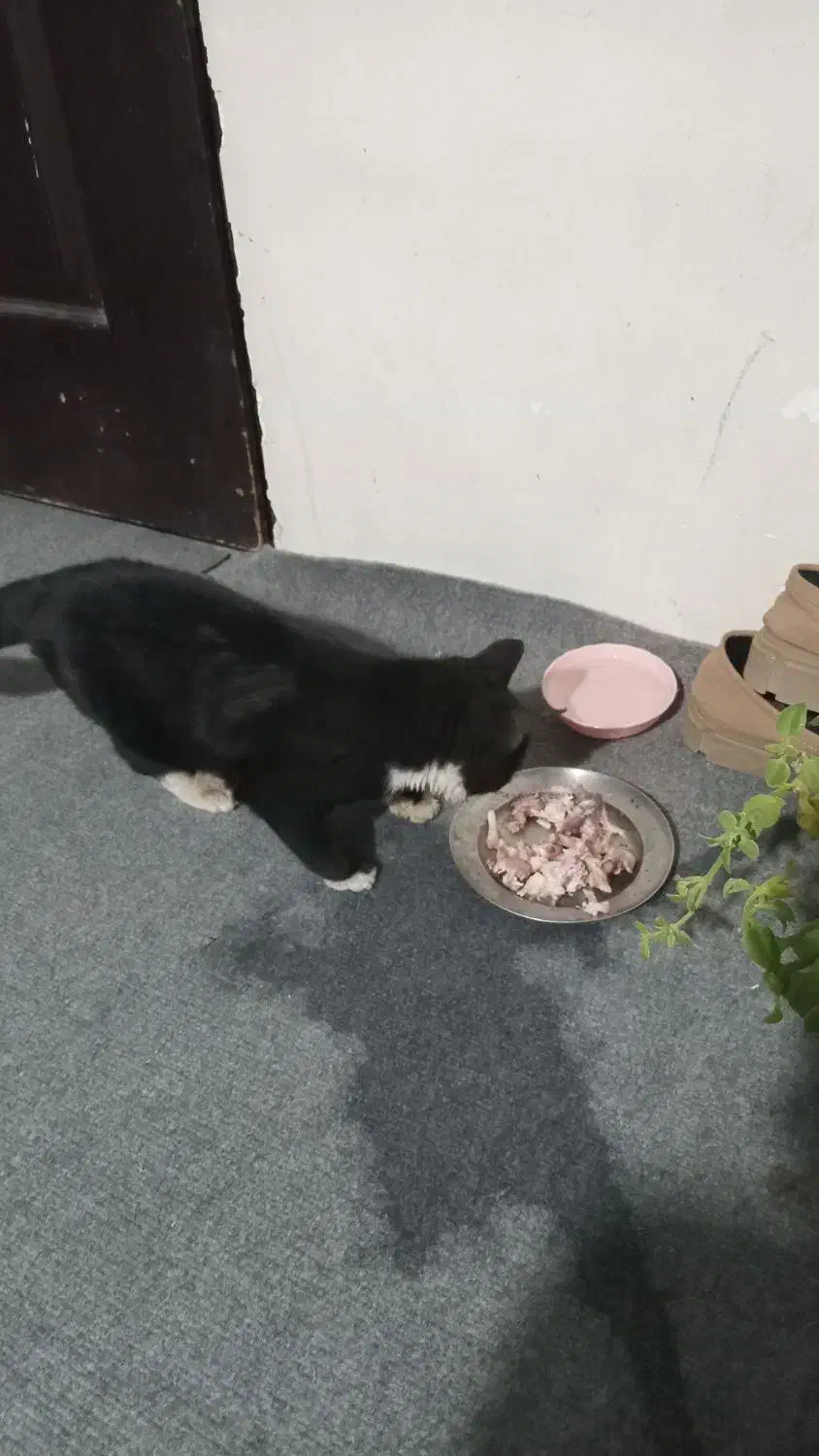 گربه سیاه|گربه|دماوند, دماوند|دیوار