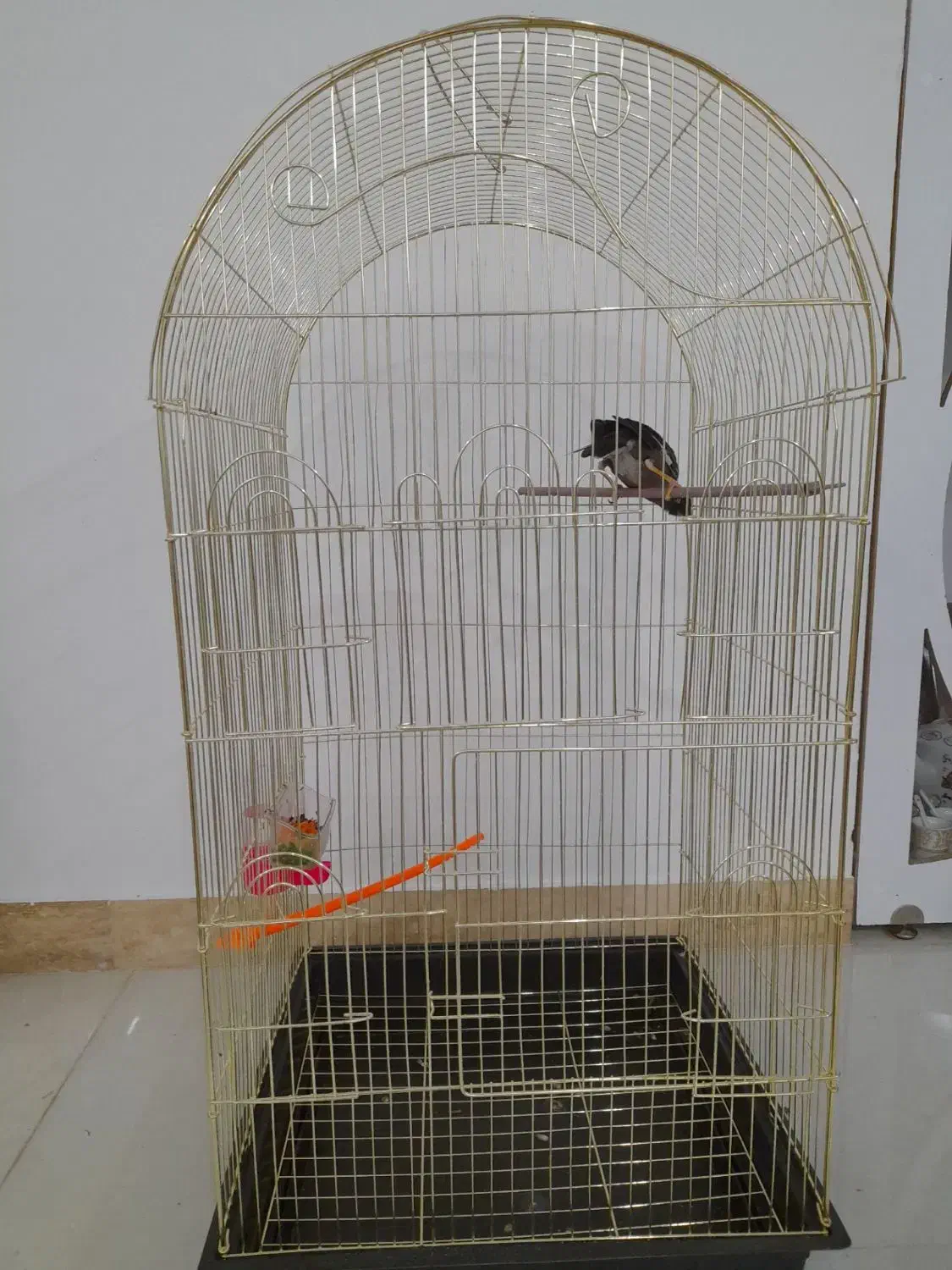 مینا‌|پرنده|مشهد, باغون آباد|دیوار