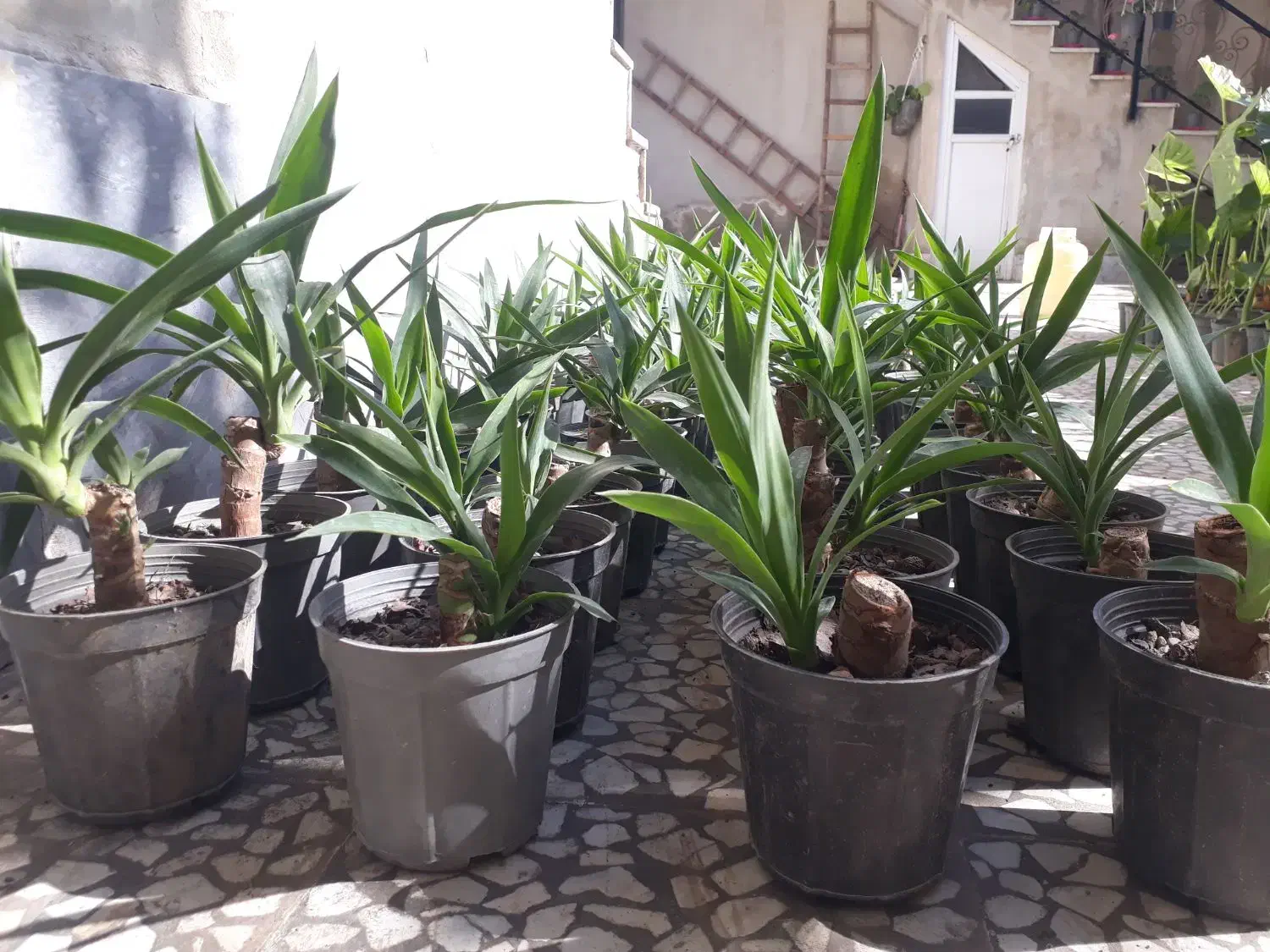 گل یوکا|گل و گیاه طبیعی|رشت, سیا اسطلخ|دیوار