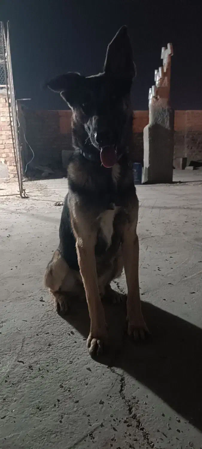 سگ ژرمن|سگ|زاهدان, |دیوار