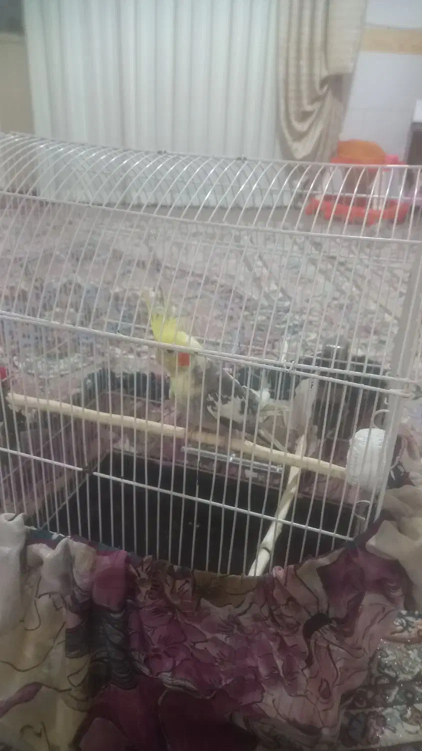 پرنده|پرنده|اقبالیه, |دیوار