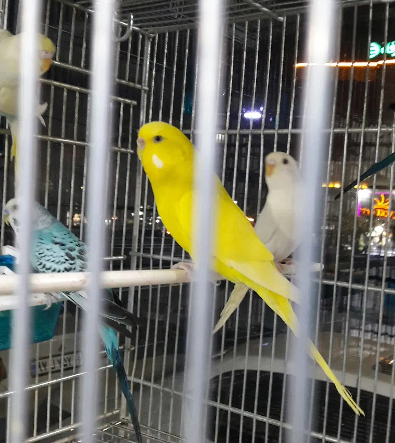 مرغ عشق انگلیسی|پرنده|تهران, جوادیه تهرانپارس|دیوار