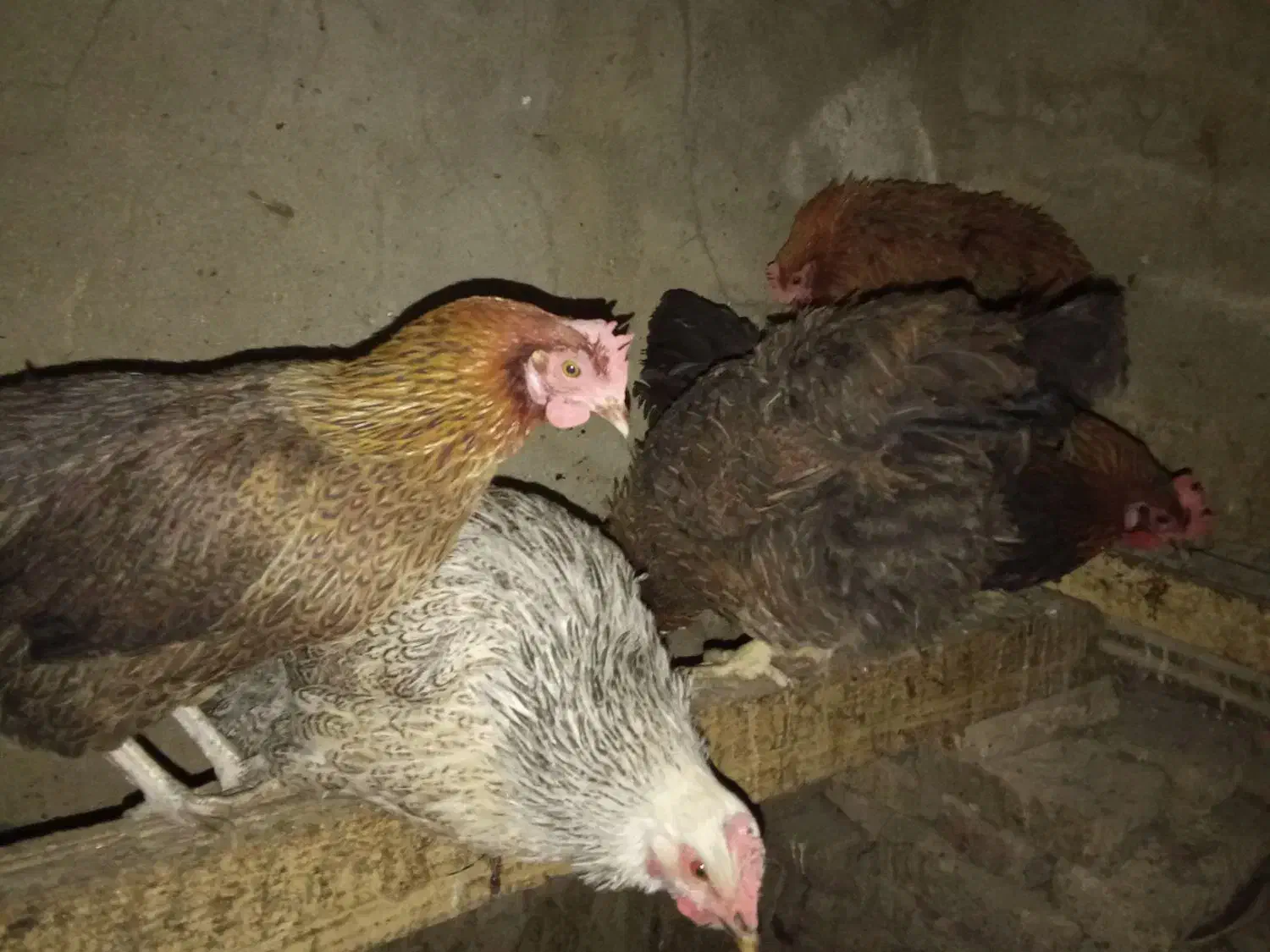 مرغ محلی چند رنگ|حیوانات مزرعه|قدس, شهرقدس|دیوار