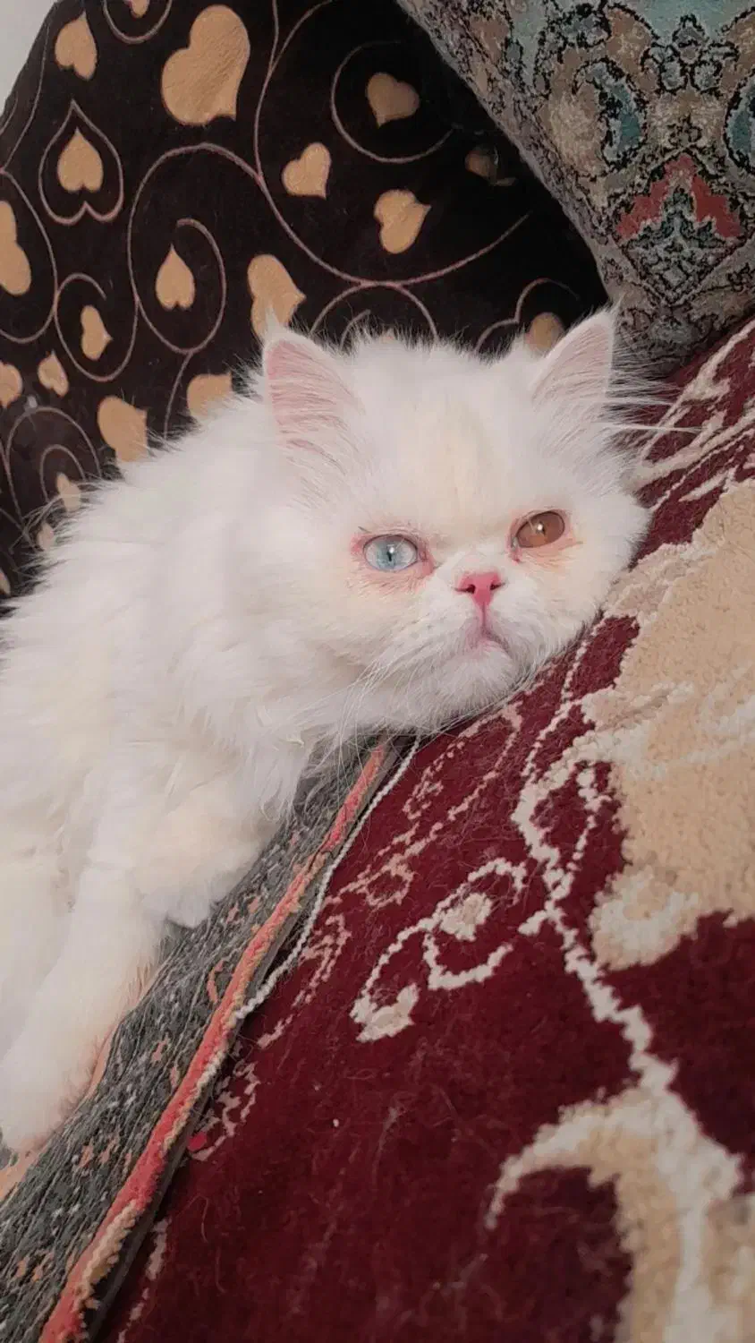 پرشین اصیل جفت گیری|گربه|نیشابور, ناسیونال|دیوار