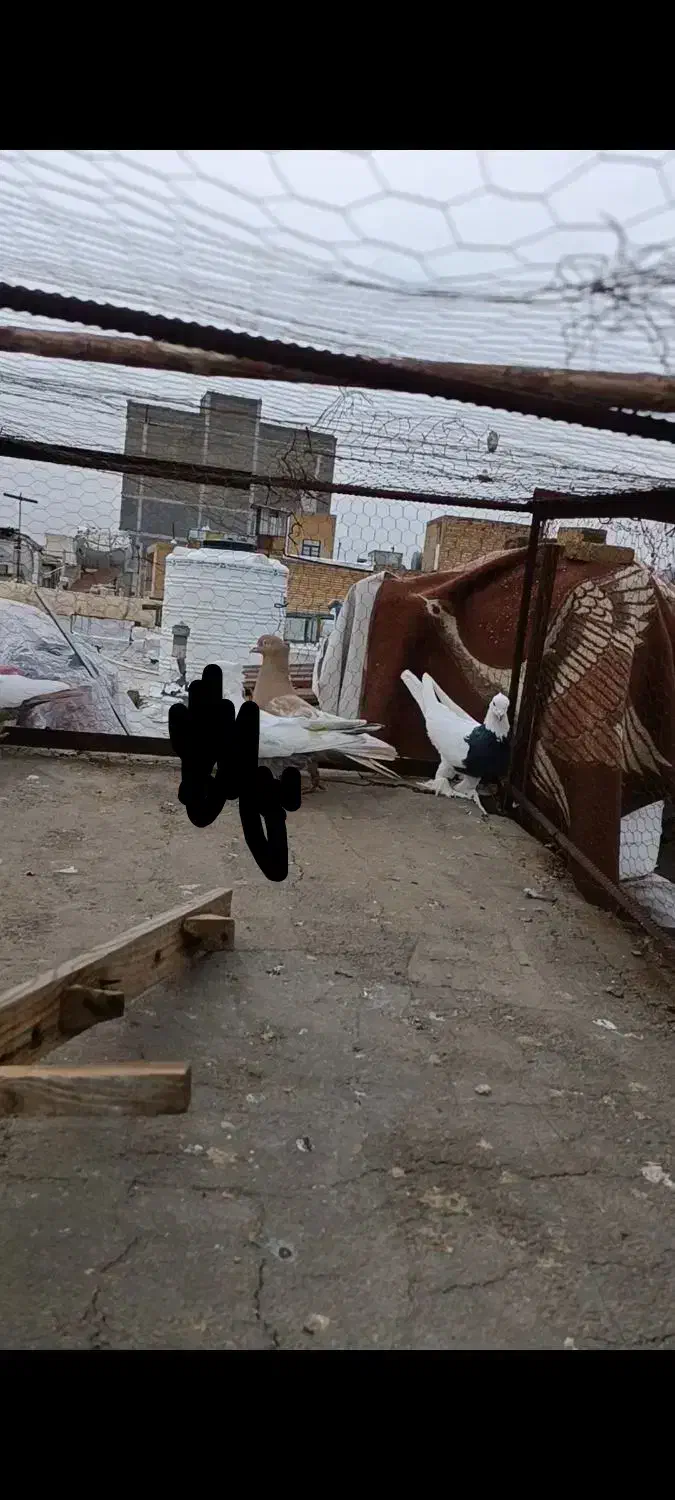 بهبونی پلنگ هوایی|پرنده|شیراز, کوشک میدان|دیوار