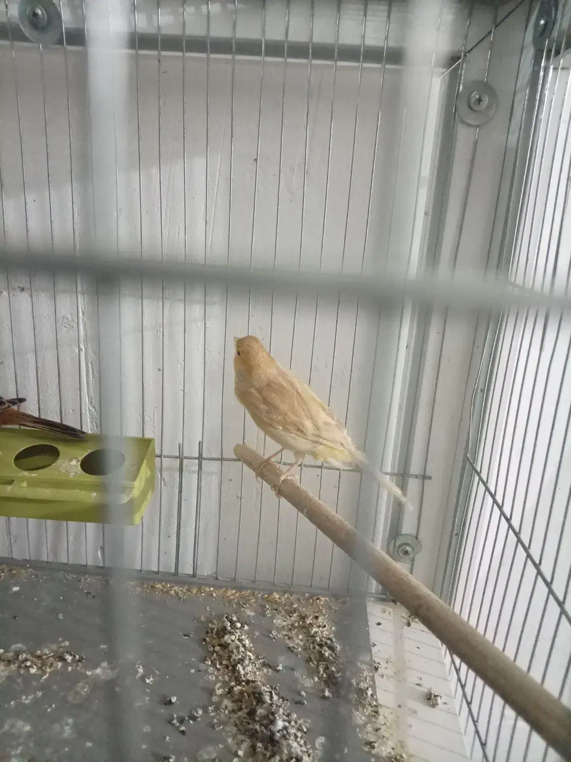 قناری ماده|پرنده|کرمان, |دیوار