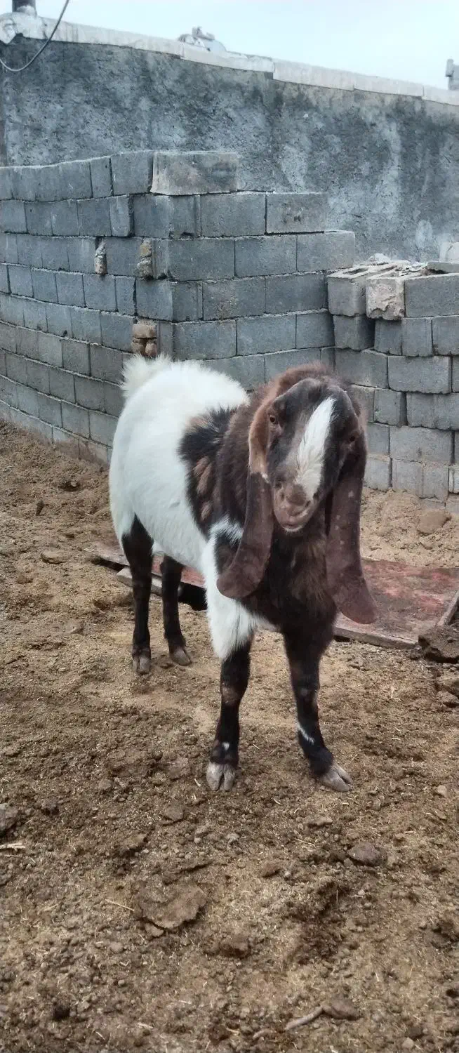 نربز|حیوانات مزرعه|قلندر آباد, |دیوار