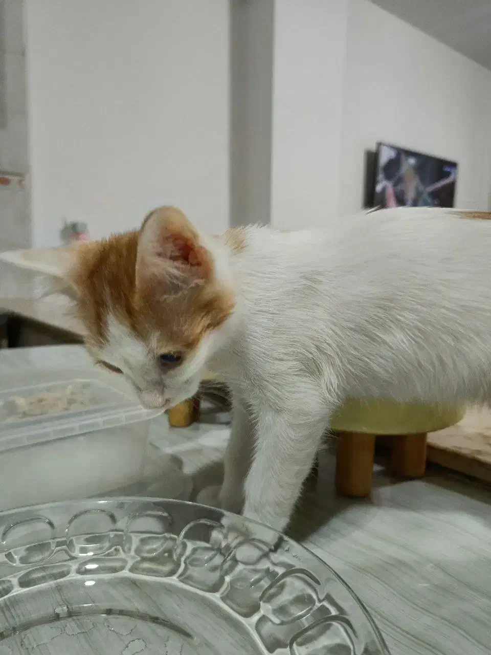 واگزاری گربه|گربه|تهران, امام زاده حسن|دیوار