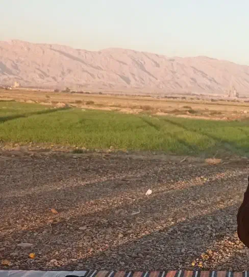 سربرداشتی خازم در حدود ۱۰۰ تا ۲۰۰ م|فعالیت داوطلبانه|دهلران, |دیوار