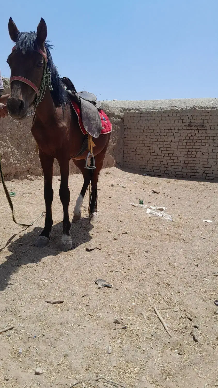 اسب|اسب و تجهیزات اسبسواری|قائن, |دیوار