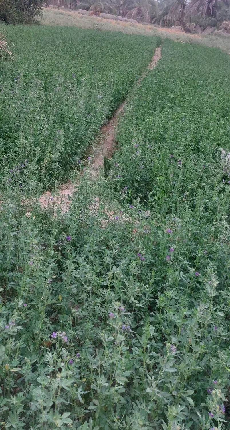 اسپس اجاره ای کرتی|اجارهٔ خانه و ویلا|سراوان, |دیوار