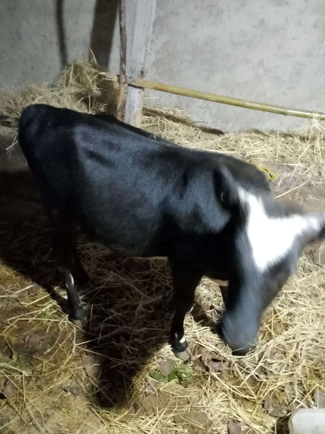 گوساله 8ماهه دورگ محلی|حیوانات مزرعه|رضوانشهر, |دیوار