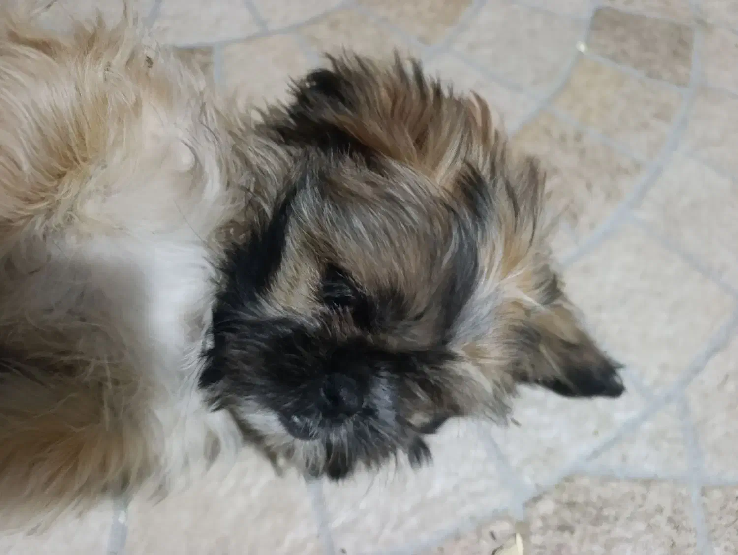 سگ خانگی|سگ|مرودشت, مجد آباد|دیوار