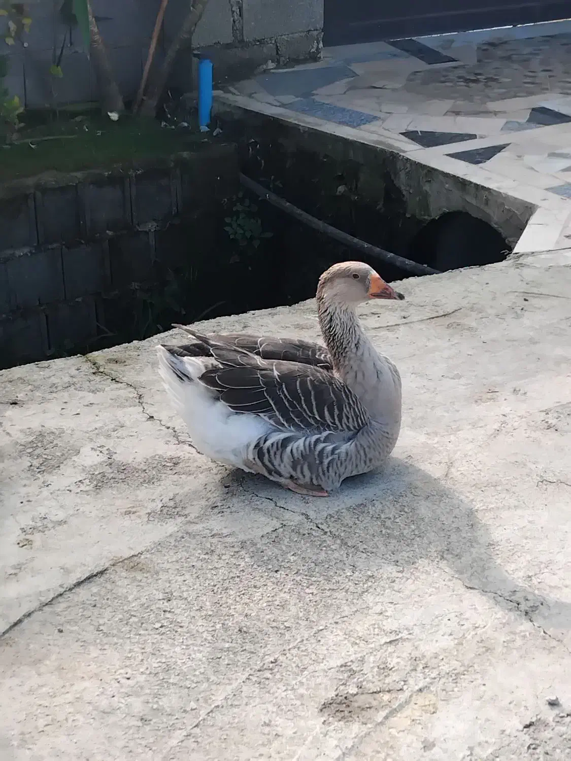 غاز ، اردک اسرائیلی|حیوانات مزرعه|کلاچای, |دیوار