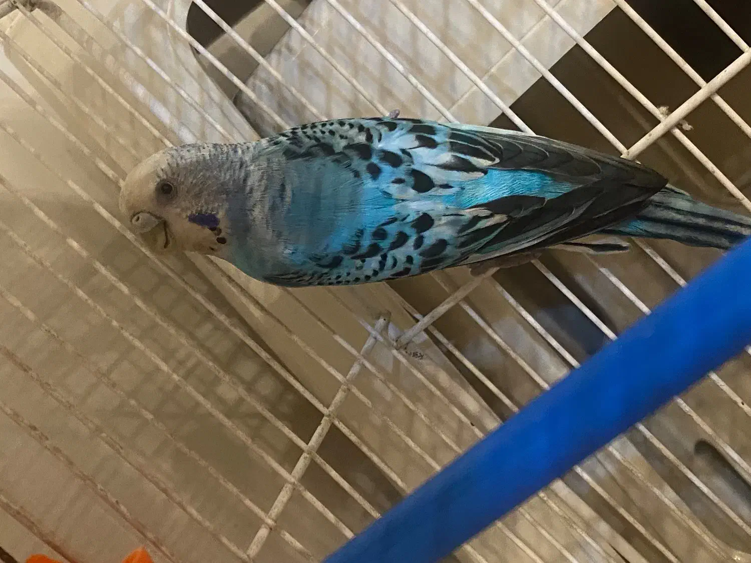 مرغ عشق ماده  ماده سالم|پرنده|قائن, |دیوار